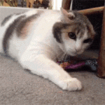 cat-skittles.gif
