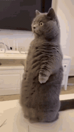 WTF4.gif