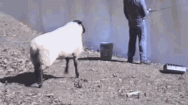 1685916242481.gif