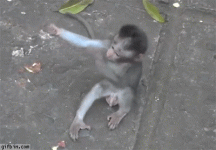 IMG_1285.gif