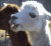 1000030464.gif