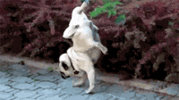 1000069499.gif