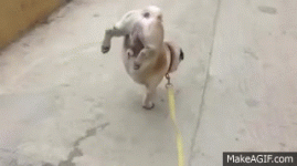 1000069500.gif