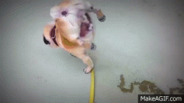 1000071488.gif