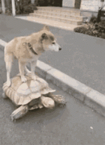 dog-turtle.gif