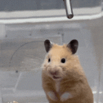 1757088940677.gif