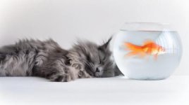 free-photos-a-long-haired-gray-cat-is-lying-on-the-floor-next-to-a-round-fishbowl-containing-a...jpg