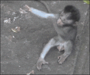 1000770334.gif