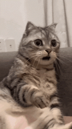 1000777372.gif