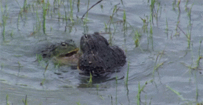 frogs-fighting.gif