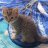 The Cat